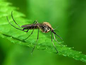 long-island-mosquito--control