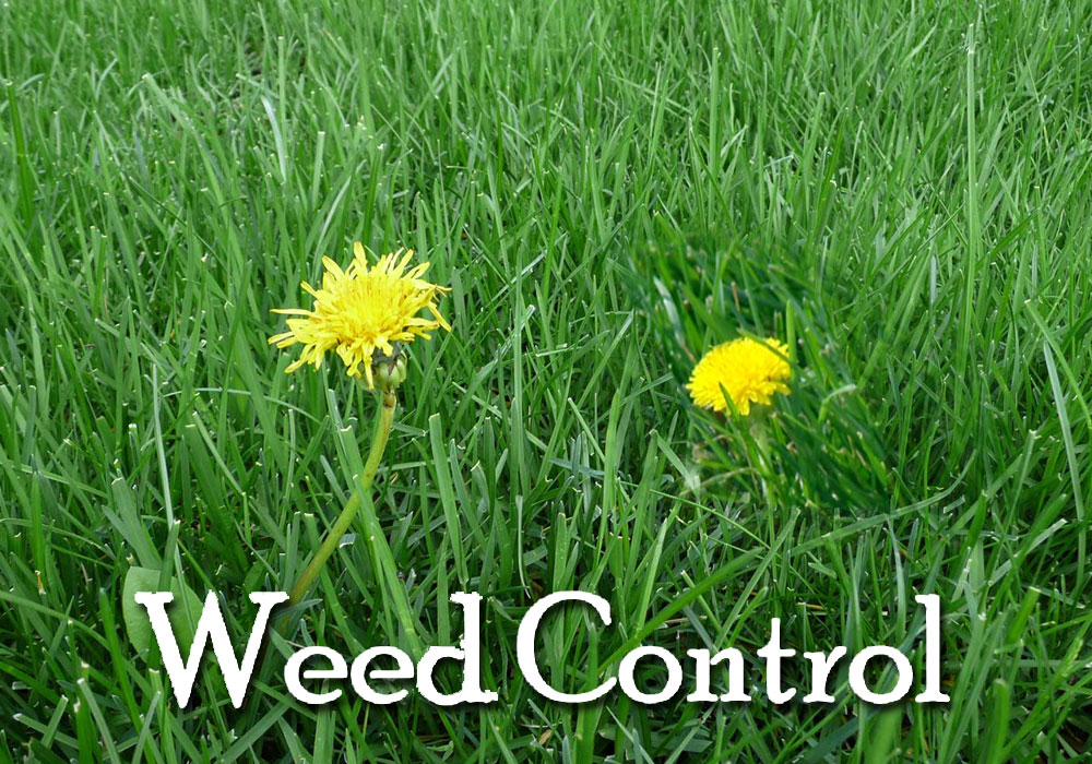long-island-weed-control