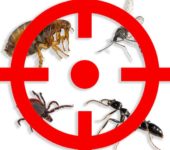 4 insects long island homeowners should protect against
