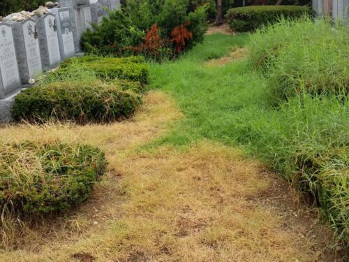 Half of Bermuda Grass Treated to Show Results from Treament