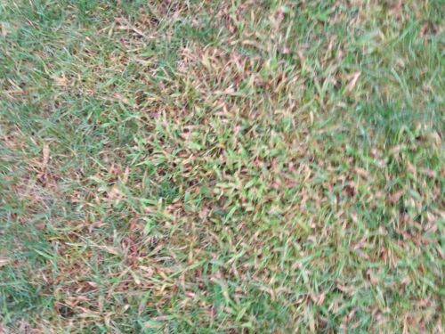 crabgrass on lawn