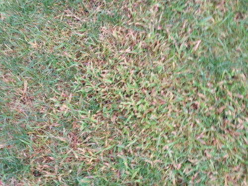 crabgrass on lawn